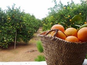 Imagen de las naranjas cultivadas en la finca Imagen de las naranjas cultivadas en la finca