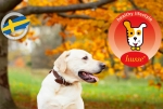 La empresa de productos para mascotas Husse recomienda qué hacer antes de viajar con un animal de compañía