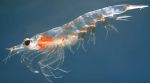 Multiples propiedades del aceite de Krill
