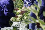 Nace Karabeleko, una finca experimental pionera en agricultura ecológica