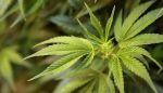 Consumo responsable de marihuana
