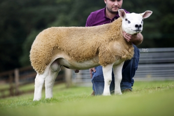 La genética Texel británica, una de las más demandadas en Europa