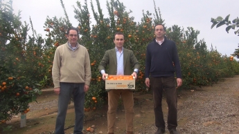 Naranjas King es la tienda VIP para comprar naranjas online