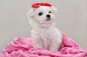Razasdeperros.com cuenta cuáles son las 5 razas de perros más pequeñas