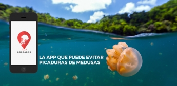 Este verano las medusas no serán un problema gracias a la app Oboradar