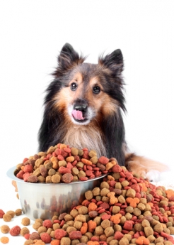 Los piensos sin cereales para perros, mucho mas que una moda