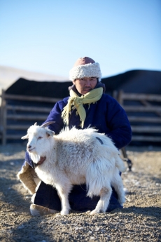 El origen del cashmere