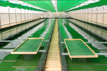 KORU Espirulina: cultivo artesanal de espirulina en Acebo, España
