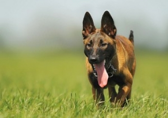 Más de 100.000 perros abandonados cada año en España 