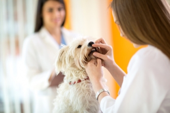 La Clínica Veterinaria El Palau se ocupa de la higiene dental de las mascotas