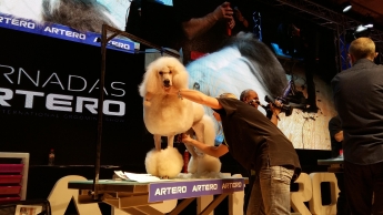 El mayor espectáculo mundial de peluquería canina aterriza en Madrid