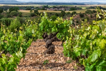 Entrevista a César Muñoz, enólogo y experto en vinos, creador de Magallanes y Cienfuegos