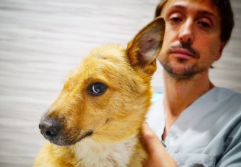Sky, el perro maltratado, se recupera gracias a la cirugía veterinaria