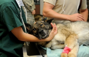 Euroinnova actualiza su formación para auxiliares de veterinaria