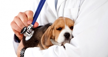 V Congreso AVEPA para auxiliares veterinarios – ATV