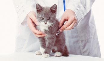 La farmacia veterinaria exhibe músculo en el mercado 
