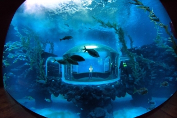 El acuario "Poema del Mar" abre sus puertas al público hoy 8 de enero 