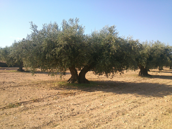 Los costes y la producción frenan al cultivo ecológico