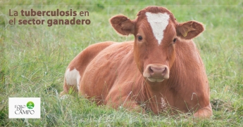 La tuberculosis en el sector ganadero: el nuevo debate en Foro del Campo