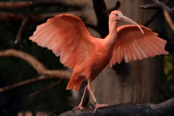 Loro Parque ve crecer a dos crías de Ibis Escarlata