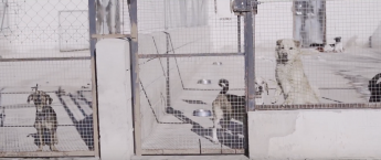 Snau lanza una campaña de concienciación frente al abandono de perros en Semana Santa