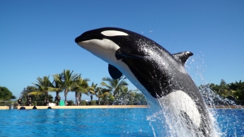 Loro Parque espera que la orca Morgan dé a luz al final del verano