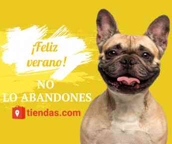 3 recomendaciones básicas para viajar con mascotas en verano