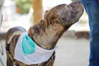 Snau revela los 10 nombres de perro más comunes con los que los españoles bautizan a sus mascotas