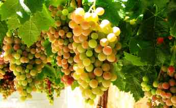 Son Julia estrena nueva temporada de vino
