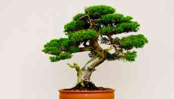 Noticias Artes Visuales | Centro Bonsai