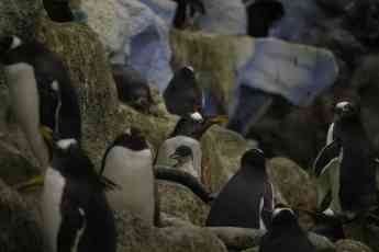 Loro Parque recibe la Navidad con el nacimiento de 14 pingüinos 