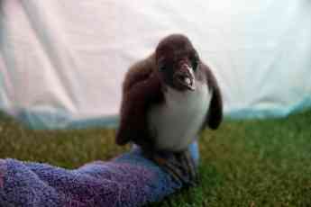 Loro Parque recibe la Navidad con el nacimiento de 14 pingüinos 