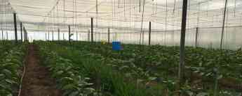 Agricultura Intensiva