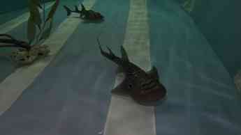 Loro Parque exhibe, por primera vez en España, a una pareja de tiburones ‘Rhina ancylostoma’