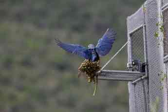 Loro Parque Fundación logra que 6 loros en peligro de extinción vuelen en su medio natural en Brasil