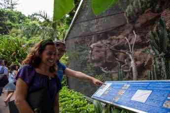 Loro Parque Fundación logra que 6 loros en peligro de extinción vuelen en su medio natural en Brasil