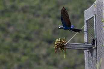Loro Parque Fundación logra que 6 loros en peligro de extinción vuelen en su medio natural en Brasil