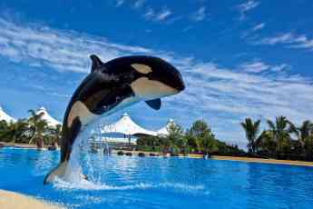 Noticias Canarias | Morgan en Orca Ocean, Loro Parque