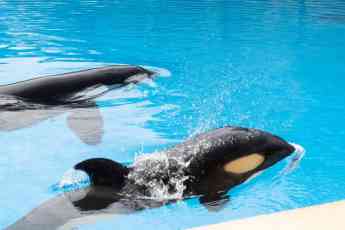 Nueva derrota de Free Morgan Foundation en el Parlamento Europeo