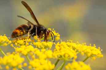 Avispa velutina