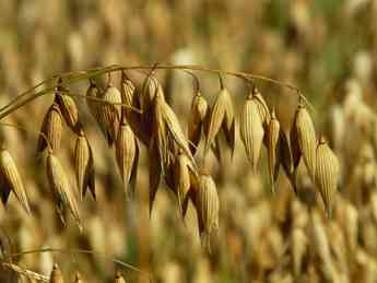 Kölln lanza las almohadillas de avena más crujientes del mercado