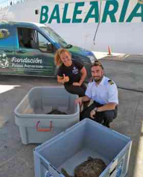 Baleària ha transportado 15 tortugas heridas desde Ibiza para su recuperación en el Palma Aquarium de Mallorca en dos años