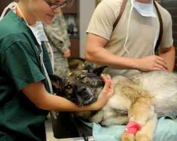 Cirugía veterinaria