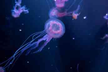 El acuario de Loro Parque exhibe 9 especies diferentes de  medusas autorreproducidas por primera vez en España