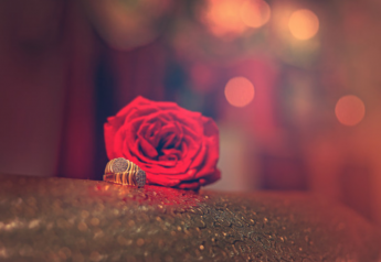 Rosas Preservadas