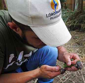Foto de Loro Parque Fundación salva a 10 especies de loros de la