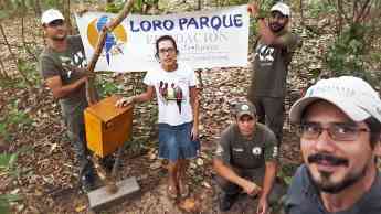 Foto de Loro Parque Fundación salva a 10 especies de loros de la