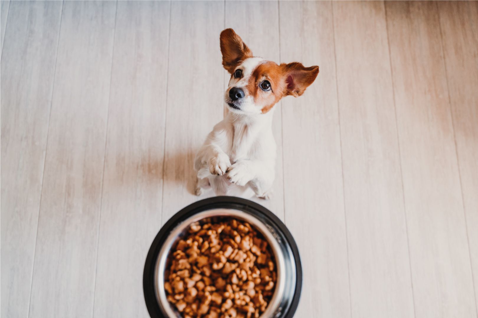 Pienso para perros hipoalergénico sin cereales 🐾 - Piensos KOME
