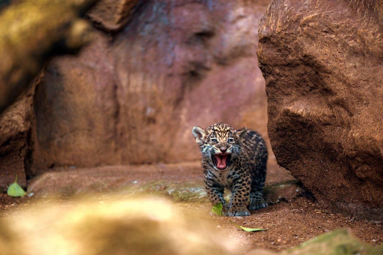Loro Parque celebra el nacimiento de los mellizos de jaguar