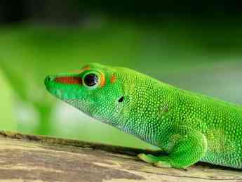 Gecko animal exótico